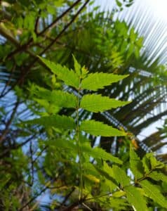 Leaves of a neem tree