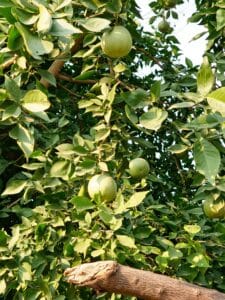A close up photo of Bael fruit tree