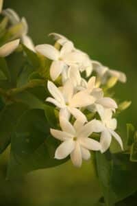 A white Jasmine flower
