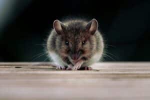 Rat, a nocturnal animal