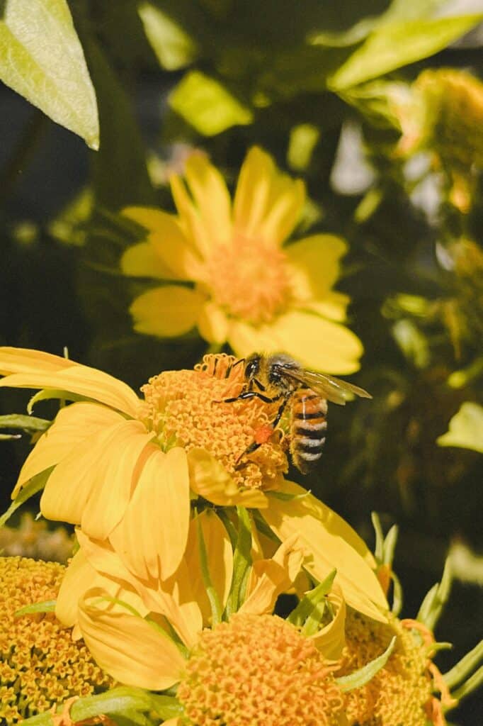 Bee on top of a yellow flower