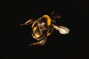 Close up of a bee 