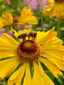 A close-up image of a bee on a flower