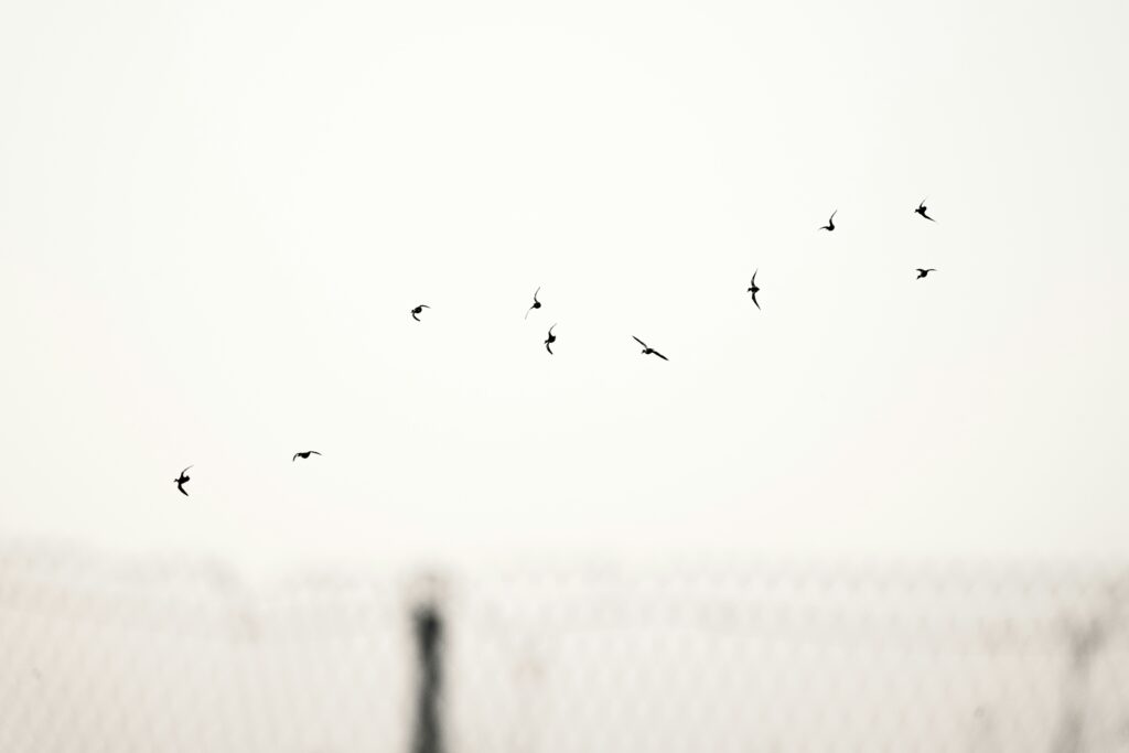 Bird flying, showing freedom