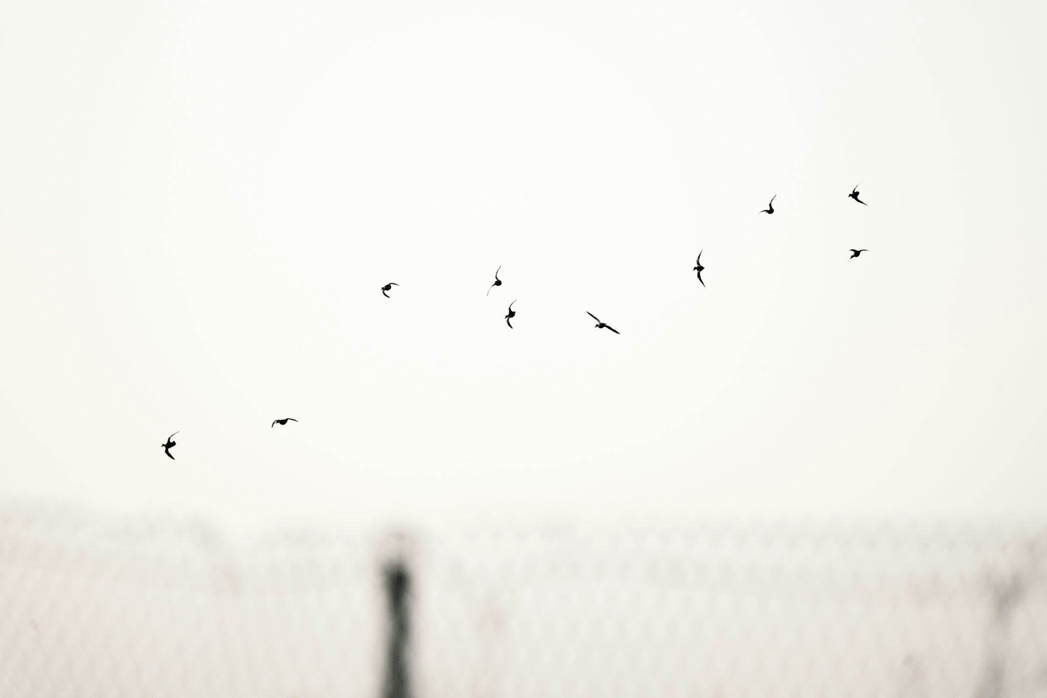 Bird flying, showing freedom