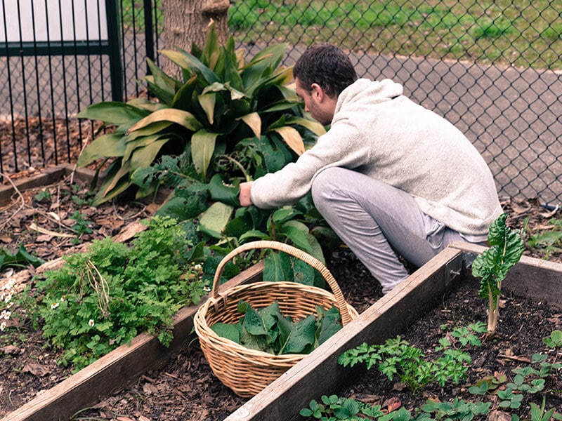 Foraging medicinal herbs for Pinda Sveda Patra Poultice workshop